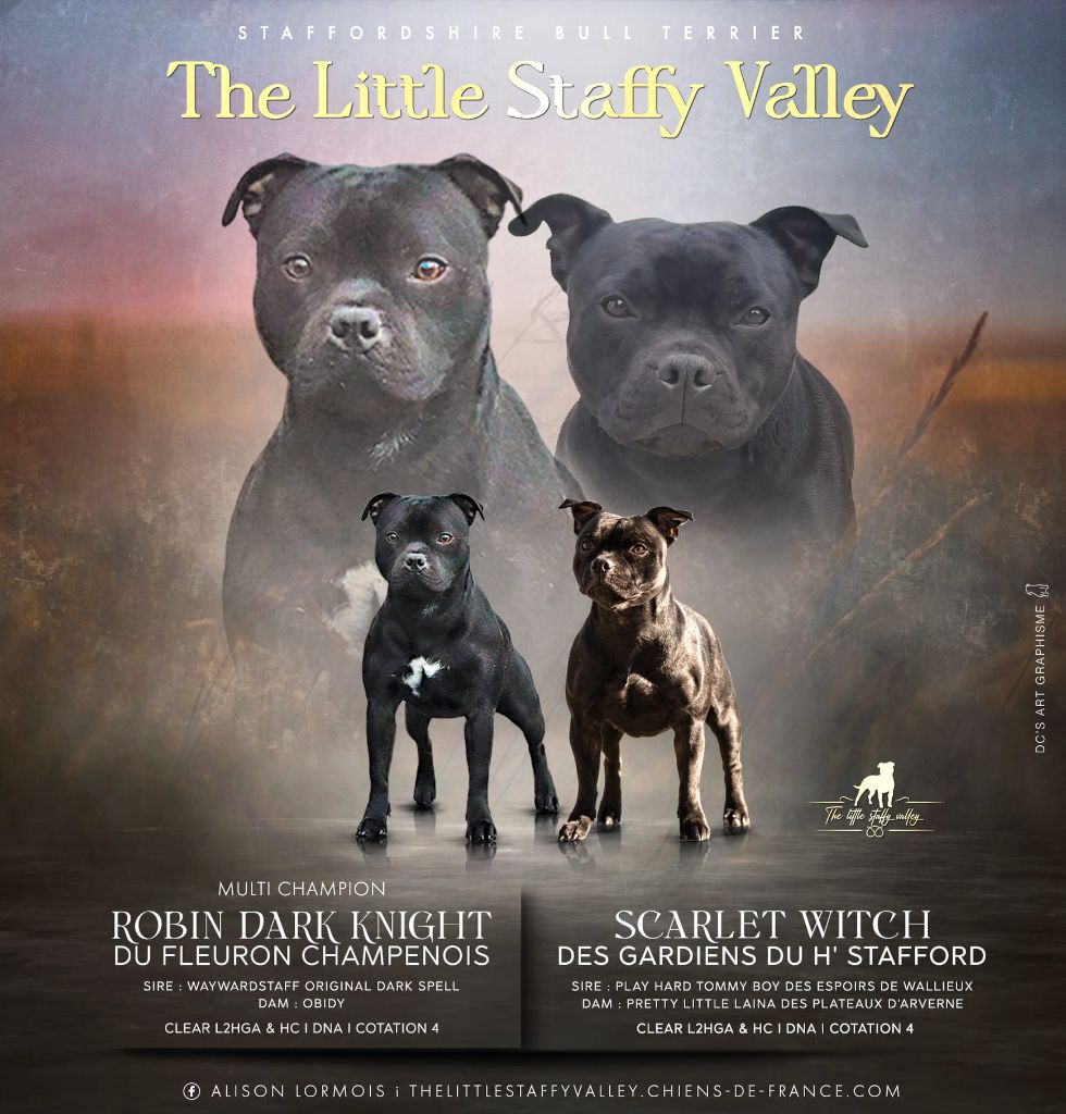 chiot Staffordshire Bull Terrier The Little Staffy Valley