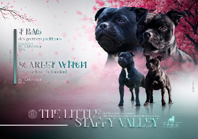 The Little Staffy Valley - Staffordshire Bull Terrier - Portée née le 13/11/2024