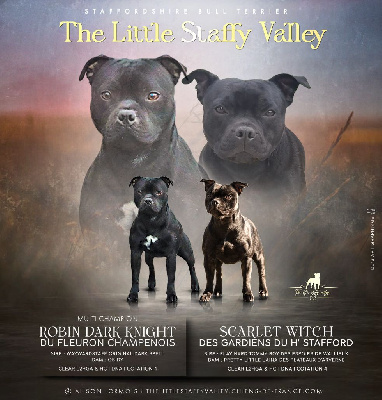 The Little Staffy Valley - Staffordshire Bull Terrier - Portée née le 29/08/2023