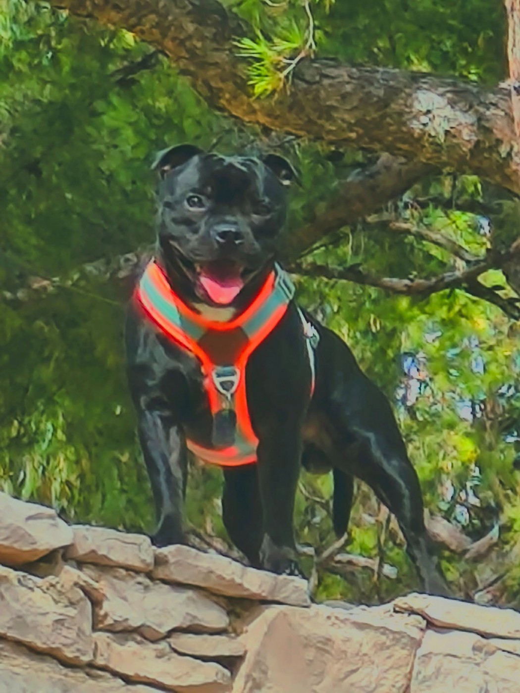 Vasko The Little Staffy Valley