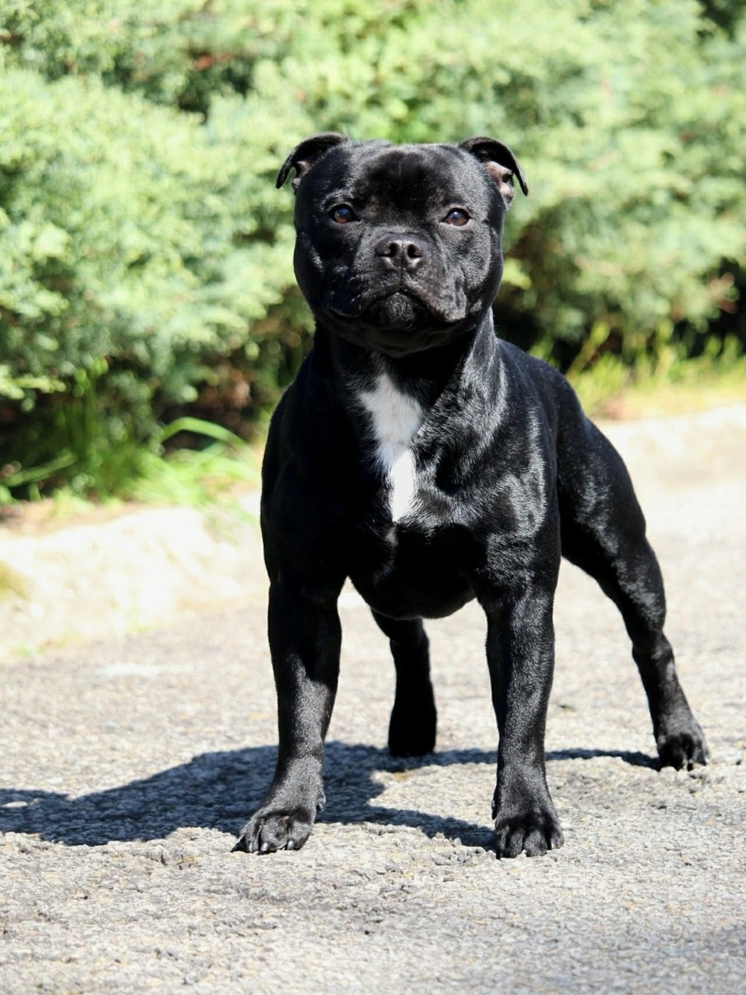 CH. Vasko The Little Staffy Valley